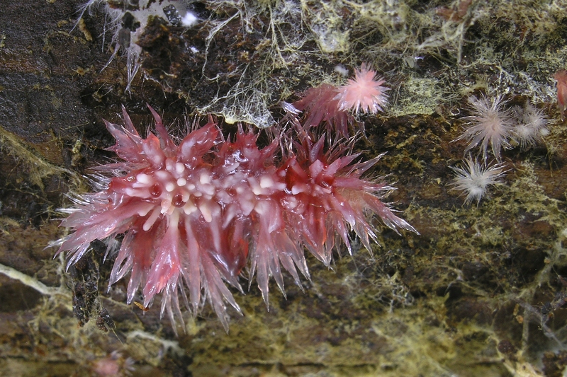 Das Bild zeigt den Heidelbeerkammpilz - Phlebia centrifuga