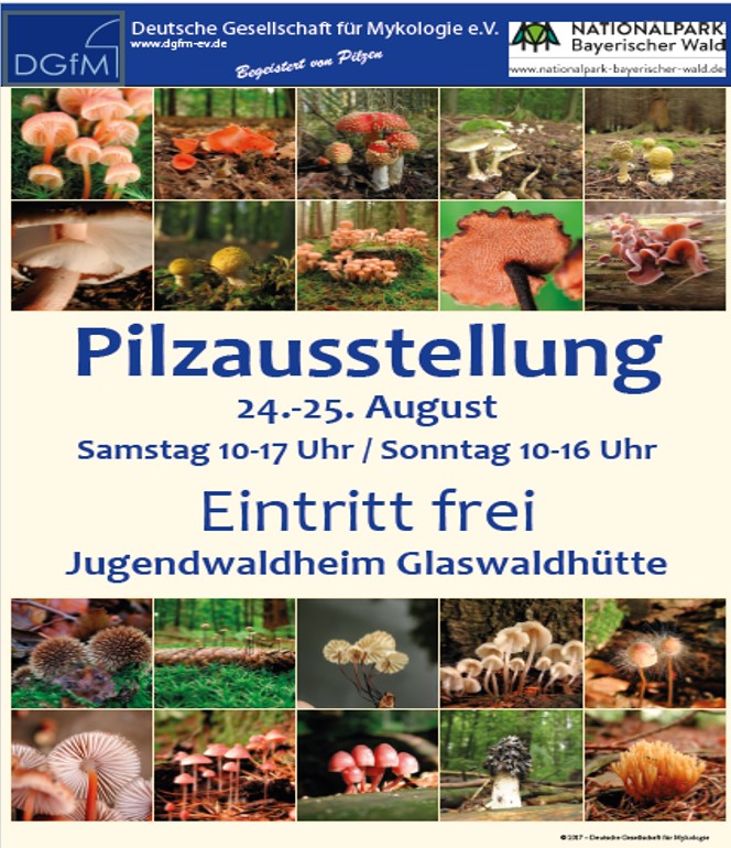 DGfM-Pilzaustellung2019
