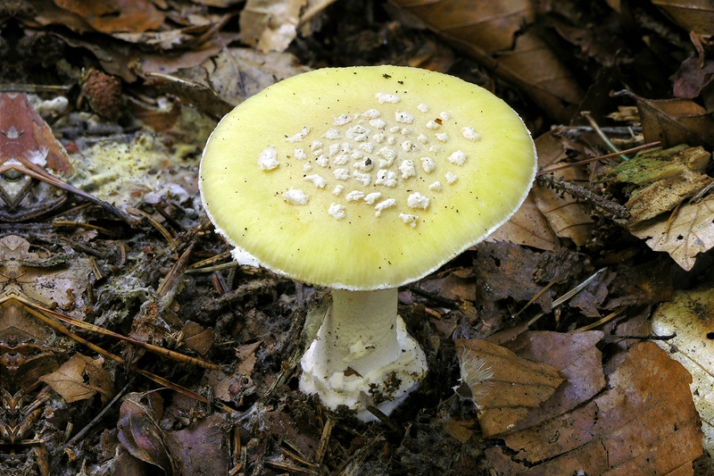 Amanita gemmata