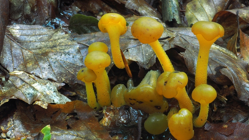 Leotia lubrica