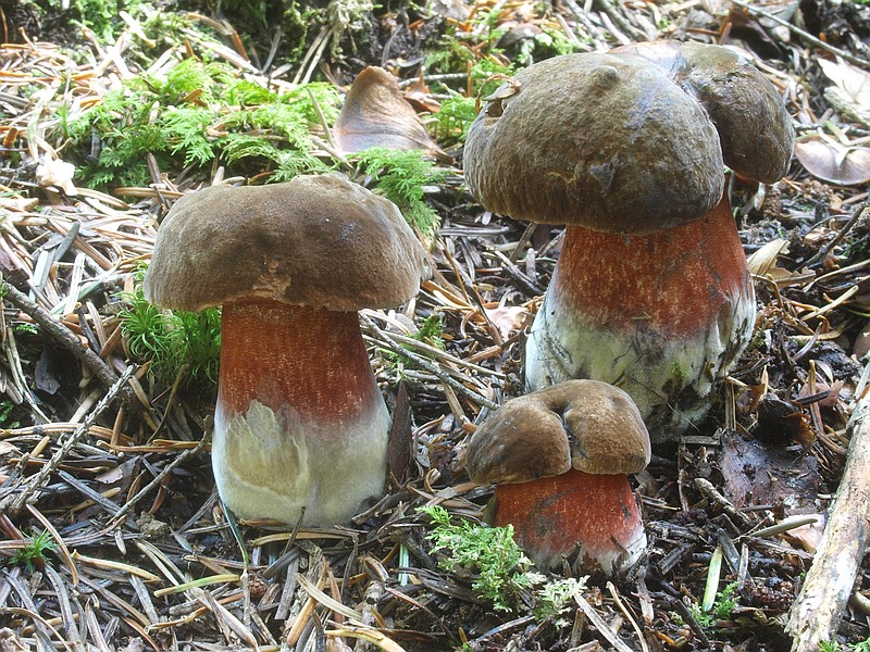 Neoboletus erythropus