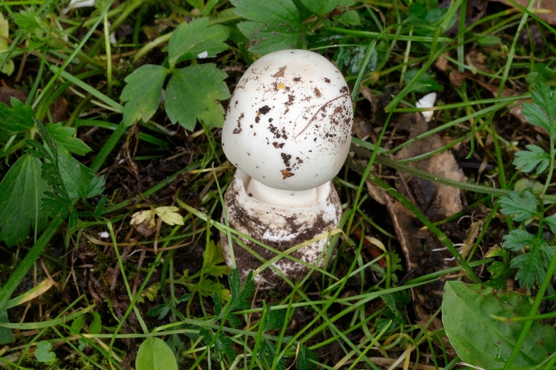 Grüner Knollenblätterpilz Weiße Varietät