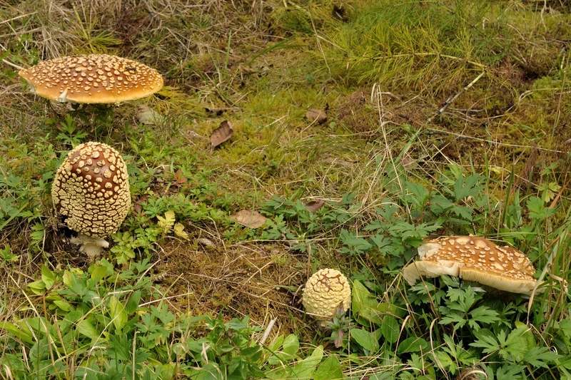 Königsfliegenpilze