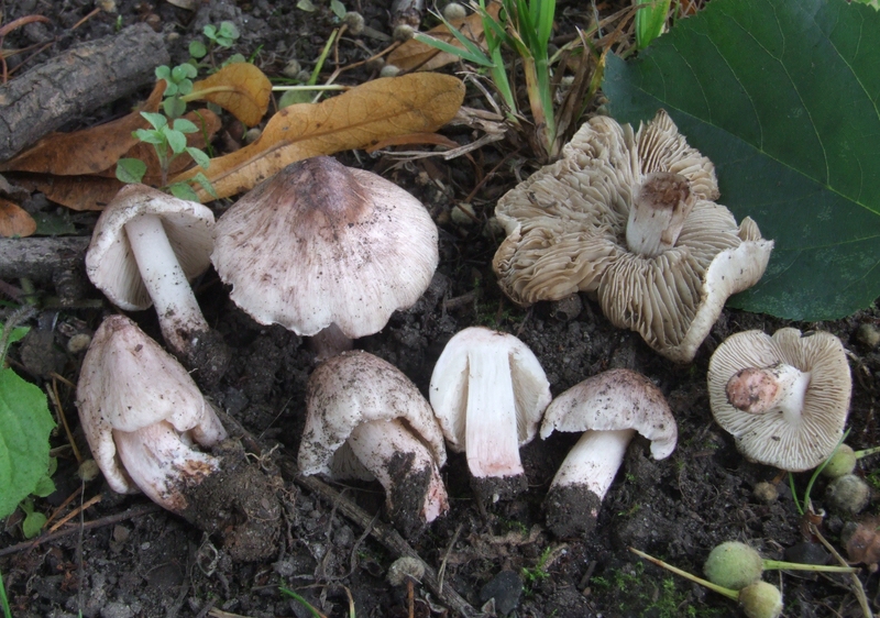 Inocybe adaequata