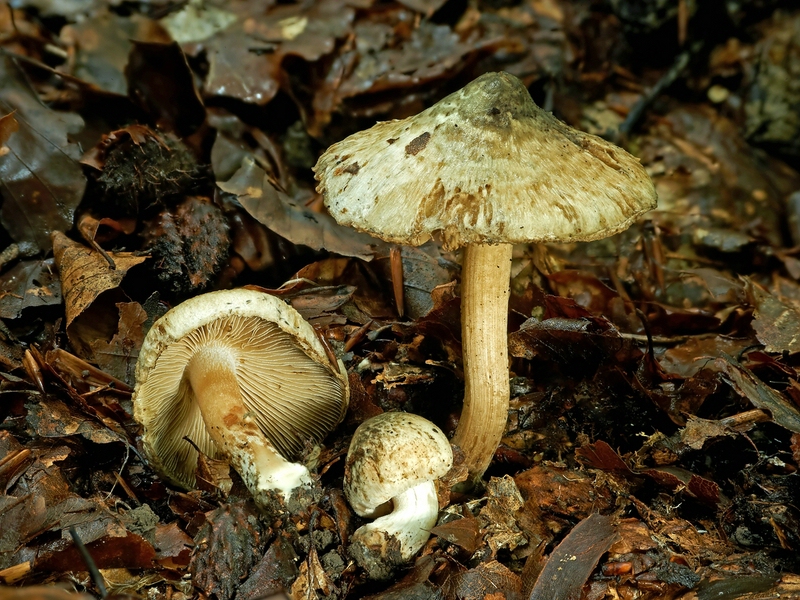 Inocybe corydalina