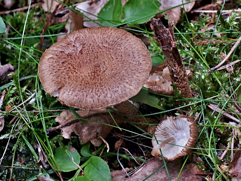 Inocybe lanuginosa