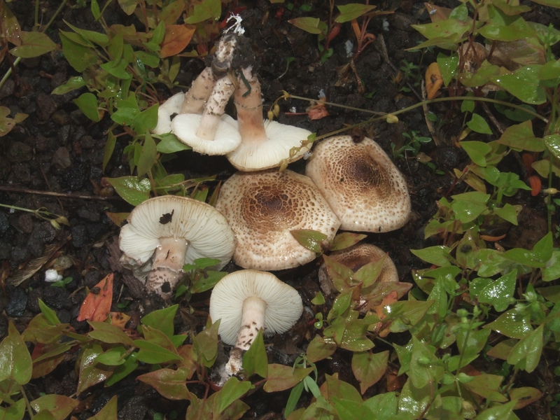 Lepiota brunneoincarnata